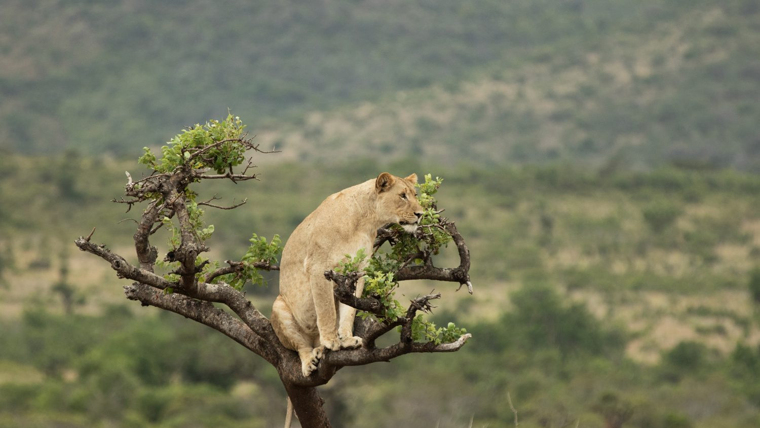 Akagera National Park: Lion in a tree